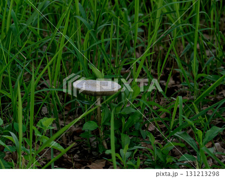 ハラタケ科オオシロカラカサタケ群生 ハラタケ科オオシロカラカサタケ群生 131213298