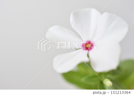 日々草 日々草 131213364