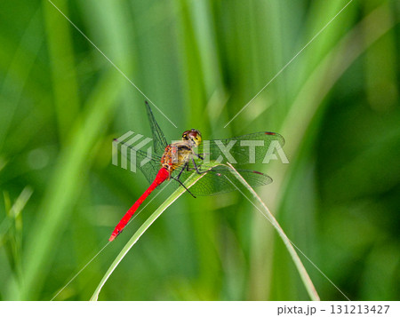 葉に止まるアカネ科最小のヒメアカネ♂ 131213427
