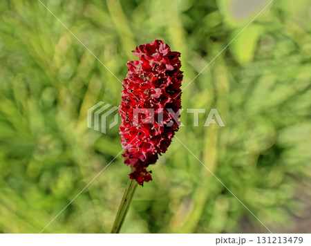バラ科ワレモコウの赤褐色の花 バラ科ワレモコウの赤褐色の花 131213479