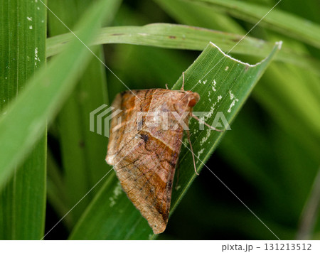 ヤガ科オオウンモンクチバ 131213512