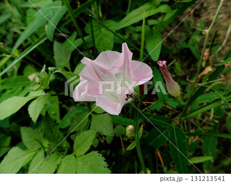 薬用植物ヒルガオ科ヒルガオの花 薬用植物ヒルガオ科ヒルガオの花 131213541