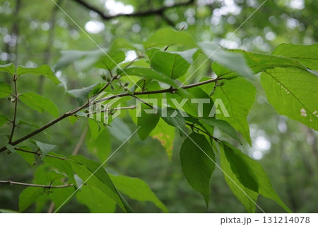 晩夏、ヤブムラサキが実をつけ始めました。青い実はやがて鮮やかな紫色に色づき、秋の森を華やかに彩ってく 晩夏、ヤブムラサキが実をつけ始めました。青い実はやがて鮮やかな紫色に色づき、秋の森を華やかに彩ってく 131214078