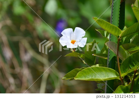 サンパラソルの白花・マンデビラの園芸品種 131214353