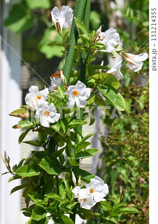 サンパラソルの白花・マンデビラの園芸品種 131214355