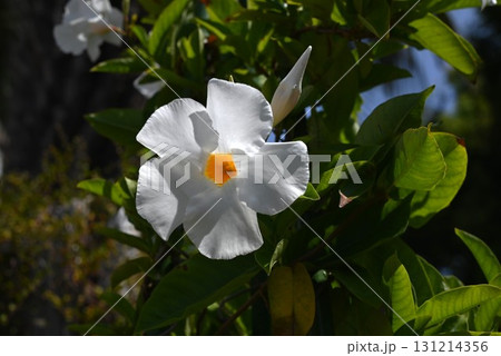 サンパラソルの白花・マンデビラの園芸品種 サンパラソルの白花・マンデビラの園芸品種 131214356
