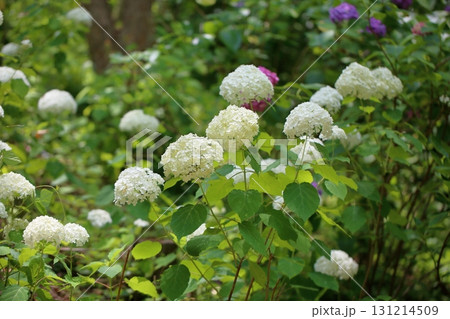 爽やか アナベルの花 爽やか アナベルの花 131214509