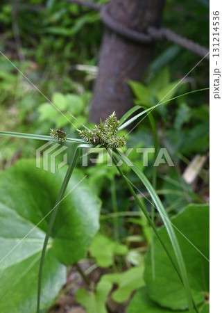 イヌクグ・クグ・犬莎草・ クグカヤツリ・磚子蚊帳吊 イヌクグ・クグ・犬莎草・ クグカヤツリ・磚子蚊帳吊 131214536