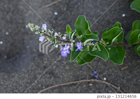 ハマゴウの花・浜栲・海浜植物・果実は生薬 蔓荊子（マンケイシ） 131214656