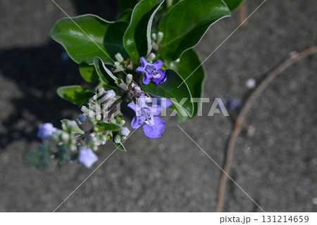 ハマゴウの花・浜栲・海浜植物・果実は生薬 蔓荊子（マンケイシ） 131214659