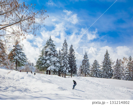 晴れた日に森の中のゲレンデを滑り降りるスノーボーダー (新潟県、南魚沼市、舞子( 131214802