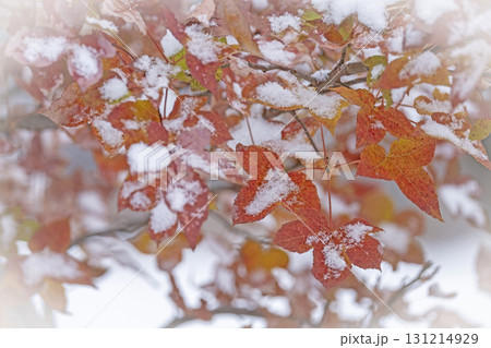 紅葉と雪（蒜山高原） 131214929
