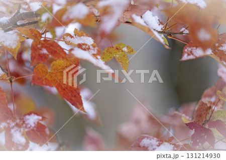 紅葉と雪（蒜山高原） 131214930