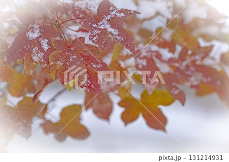 紅葉と雪(蒜山高原) 紅葉と雪(蒜山高原) 131214931