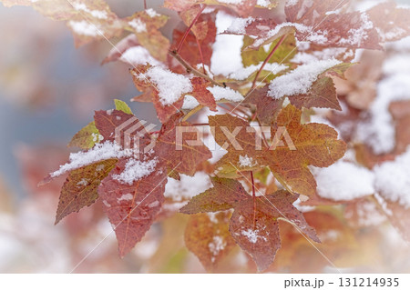 紅葉と雪（蒜山高原） 131214935