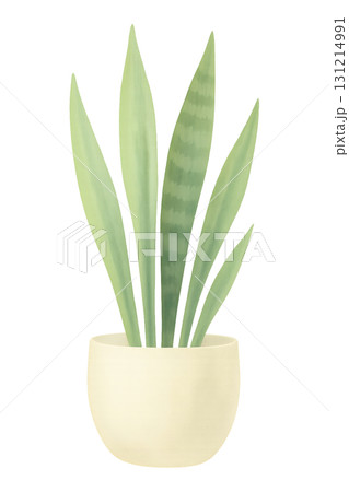 サンスベリアの鉢植え 水彩イラスト PNG 透過背景 131214991