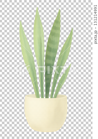 サンスベリアの鉢植え 水彩イラスト PNG 透過背景 131214991