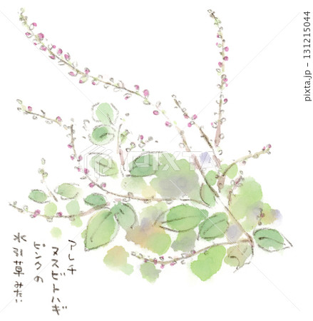 秋の植物、アレチヌスビトハギの水彩画イラスト 131215044