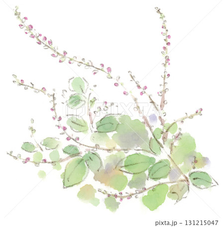 秋の植物、アレチヌスビトハギの水彩画イラスト 秋の植物、アレチヌスビトハギの水彩画イラスト 131215047