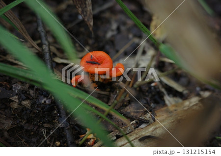 森の中でひときわ目立つ、色鮮やかなオレンジ色のアンズタケ。独特の香りと鮮やかな色合いで知られる。 131215154