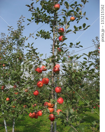 リンゴの木（青森県つがる市） 131215162