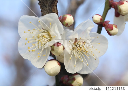 白い梅の花 131215188
