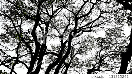 樹木シルエット 131215241