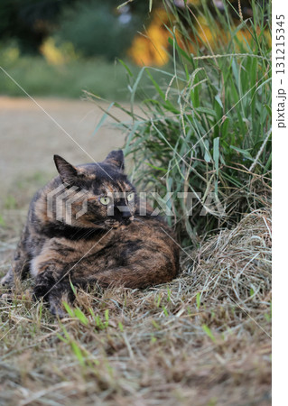 広場で遊ぶさび猫 広場で遊ぶさび猫 131215345