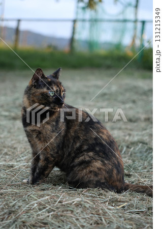 広場で遊ぶさび猫 広場で遊ぶさび猫 131215349