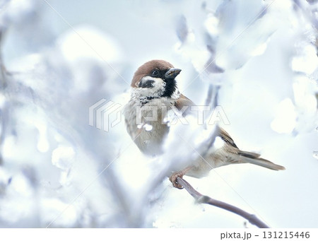 　酷暑を忘れるために、雪の日の思い出。 131215446