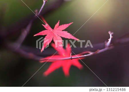 幻想的な秋の紅葉 幻想的な秋の紅葉 131215486