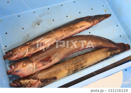 ナガヅカの店頭販売 131216129