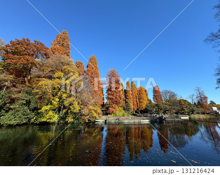 井の頭恩賜公園　紅葉　2024年 131216424