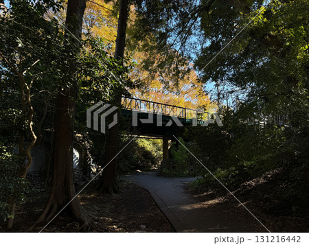 井の頭恩賜公園　紅葉　2024年 131216442