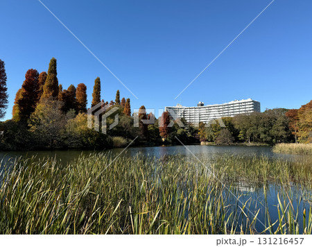 井の頭恩賜公園　紅葉　2024年 131216457