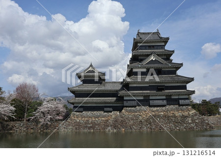 城と桜 信州松本城の春風景 城と桜 信州松本城の春風景 131216514