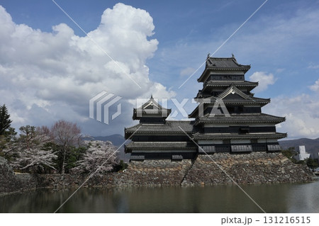 城と桜 信州松本城の春風景 城と桜 信州松本城の春風景 131216515