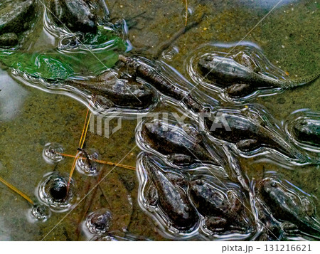 アカガエル科ツチガエル幼体の群れ 131216621