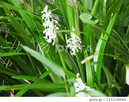 ノシラン 131216644