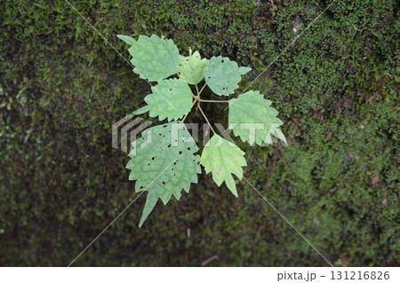 森の湿った場所で、ミズ（ウワバミソウ）が立派に葉を広げています。青々とした葉は夏の森を瑞々しく彩る。 131216826