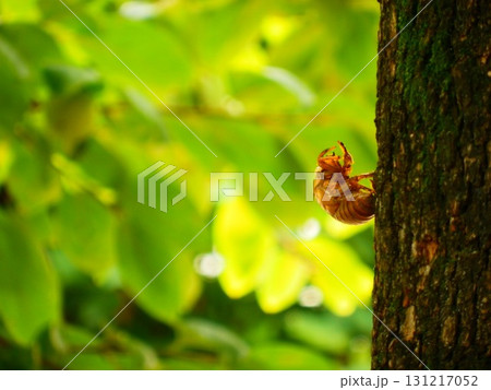 木にとまるセミの抜け殻 131217052