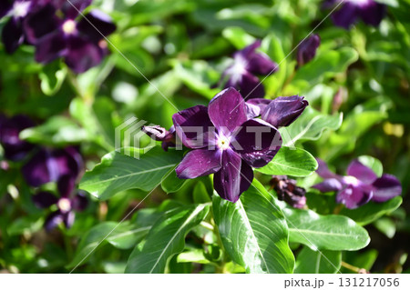 ニチニチソウ　Catharanthus roseus 131217056