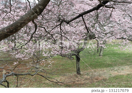 城と桜　信州高遠城址公園の春風景 131217079
