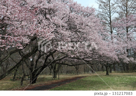 城と桜 信州高遠城址公園の春風景 城と桜 信州高遠城址公園の春風景 131217083