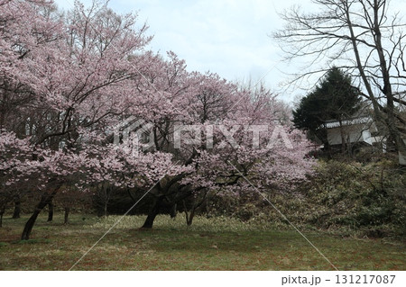 城と桜 信州高遠城址公園の春風景 城と桜 信州高遠城址公園の春風景 131217087