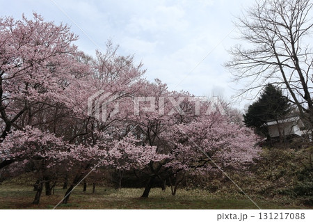 城と桜　信州高遠城址公園の春風景 131217088
