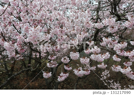 城と桜　信州高遠城址公園の春風景 131217090