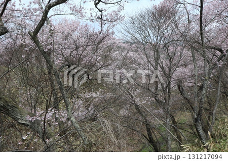 城と桜　信州高遠城址公園の春風景 131217094