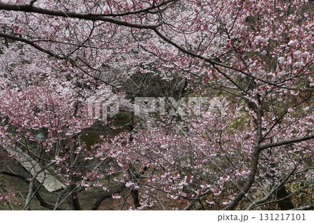 城と桜　信州高遠城址公園の春風景 131217101