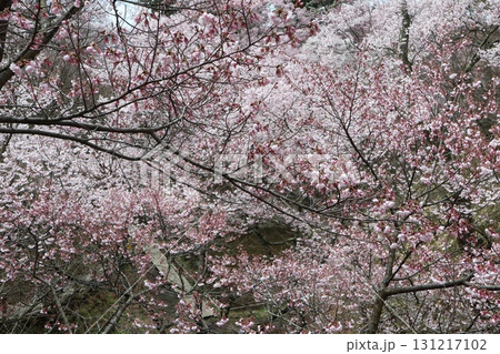 城と桜 信州高遠城址公園の春風景 城と桜 信州高遠城址公園の春風景 131217102